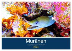 Muränen - Kurzsichtige Jäger im Korallenriff (Wandkalender 2024 DIN A3 quer), CALVENDO Monatskalender - Heß, Andrea