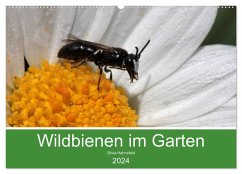Wildbienen im Garten (Wandkalender 2024 DIN A2 quer), CALVENDO Monatskalender - Hahnefeld, Silvia