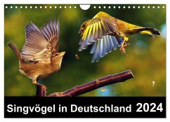 Singvögel in Deutschland (Wandkalender 2024 DIN A4 quer), CALVENDO Monatskalender - Klapp, Lutz