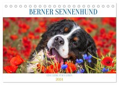 Berner Sennenhund - Eine Liebe für´s Leben (Tischkalender 2024 DIN A5 quer), CALVENDO Monatskalender