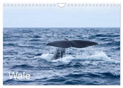 Wale (Wandkalender 2024 DIN A4 quer), CALVENDO Monatskalender - Gulbins, Helmut
