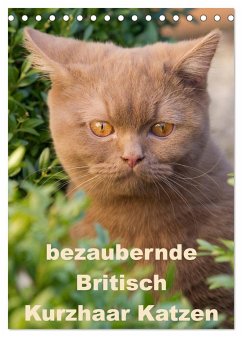 bezaubernde Britisch Kurzhaar Katzen (Tischkalender 2024 DIN A5 hoch), CALVENDO Monatskalender