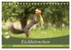 Eichhörnchen - Kleine Fotostars (Tischkalender 2024 DIN A5 quer), CALVENDO Monatskalender - Cerny, Birgit