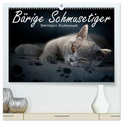 Bärige Schmusetiger - Britisch Kurzhaar / CH-Version (hochwertiger Premium Wandkalender 2024 DIN A2 quer), Kunstdruck in Hochglanz