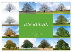 Die Buche: Jahresplaner 2024 (Wandkalender 2024 DIN A3 quer), CALVENDO Monatskalender - Balzer, Tatjana