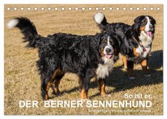 So ist er. Der Berner Sennenhund (Tischkalender 2024 DIN A5 quer), CALVENDO Monatskalender