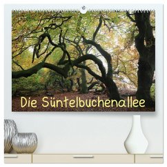 Die Süntelbuchenallee (hochwertiger Premium Wandkalender 2024 DIN A2 quer), Kunstdruck in Hochglanz
