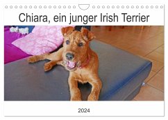 Chiara, ein junger Irish Terrier (Wandkalender 2024 DIN A4 quer), CALVENDO Monatskalender - Schimon, Claudia