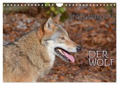 Begegnungen DER WOLF (Wandkalender 2024 DIN A4 quer), CALVENDO Monatskalender