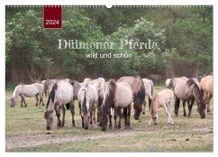 Dülmener Pferde, wild und schön (Wandkalender 2024 DIN A2 quer), CALVENDO Monatskalender