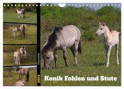 Mutterliebe - Konik Fohlen und Stute (Wandkalender 2024 DIN A4 quer), CALVENDO Monatskalender - Paul - Babetts Bildergalerie, Babett