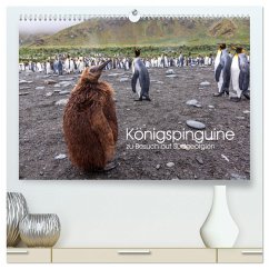 Königspinguine - zu Besuch auf Südgeorgien (hochwertiger Premium Wandkalender 2024 DIN A2 quer), Kunstdruck in Hochglanz