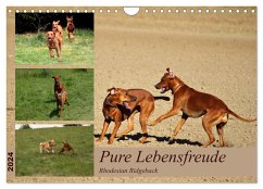Rhodesian Ridgeback, Pure Lebensfreude (Wandkalender 2024 DIN A4 quer), CALVENDO Monatskalender - Behrens, Dagmar