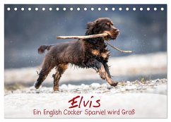 Elvis ein Engl. Cocker Spaniel wird Groß (Tischkalender 2024 DIN A5 quer), CALVENDO Monatskalender