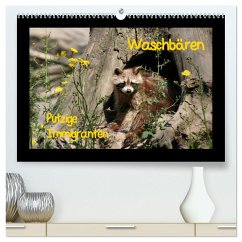Waschbären (hochwertiger Premium Wandkalender 2024 DIN A2 quer), Kunstdruck in Hochglanz