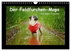 Der Feldfurchen-Mops (Wandkalender 2024 DIN A4 quer), CALVENDO Monatskalender