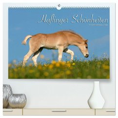 Haflinger Schönheiten (hochwertiger Premium Wandkalender 2024 DIN A2 quer), Kunstdruck in Hochglanz