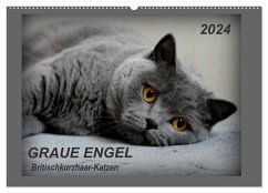 GRAUE ENGEL Britischkurzhaar-Katzen (Wandkalender 2024 DIN A2 quer), CALVENDO Monatskalender