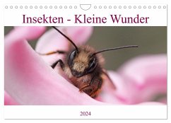 Insekten - Kleine Wunder (Wandkalender 2024 DIN A4 quer), CALVENDO Monatskalender