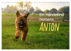 Ein Hundekind namens Anton (Wandkalender 2024 DIN A3 quer), CALVENDO Monatskalender