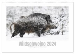 Wildschweine ¿ Wildlife Fotografien (Wandkalender 2024 DIN A2 quer), CALVENDO Monatskalender - Breuer, Michael