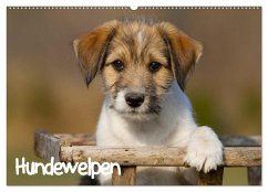 Hundewelpen (Wandkalender 2024 DIN A2 quer), CALVENDO Monatskalender