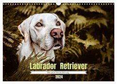 Verzauberung Labrador Retriever 2024 (Wandkalender 2024 DIN A3 quer), CALVENDO Monatskalender