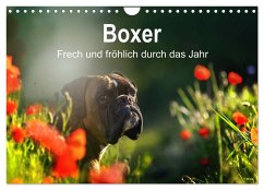 Boxer Frech und fröhlich durch das Jahr (Wandkalender 2024 DIN A4 quer), CALVENDO Monatskalender