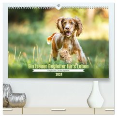 Englischer Cocker Spaniel (hochwertiger Premium Wandkalender 2024 DIN A2 quer), Kunstdruck in Hochglanz