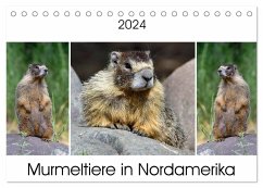 Murmeltiere in Nordamerika (Tischkalender 2024 DIN A5 quer), CALVENDO Monatskalender