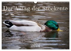 Der Alltag der Stockente (Wandkalender 2024 DIN A3 quer), CALVENDO Monatskalender