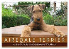 Airedale Terrier (Wandkalender 2024 DIN A3 quer), CALVENDO Monatskalender