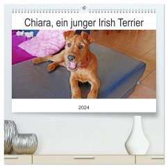 Chiara, ein junger Irish Terrier (hochwertiger Premium Wandkalender 2024 DIN A2 quer), Kunstdruck in Hochglanz