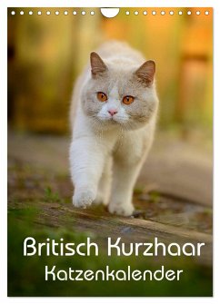 Britisch Kurzhaar Katzenkalender (Wandkalender 2024 DIN A4 hoch), CALVENDO Monatskalender