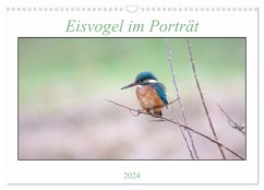 Eisvogel im Porträt (Wandkalender 2024 DIN A3 quer), CALVENDO Monatskalender