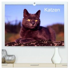 Katzen (hochwertiger Premium Wandkalender 2024 DIN A2 quer), Kunstdruck in Hochglanz
