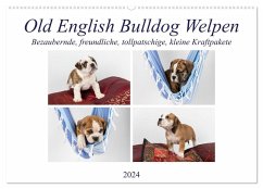Old English Bulldog Welpen (Wandkalender 2024 DIN A2 quer), CALVENDO Monatskalender