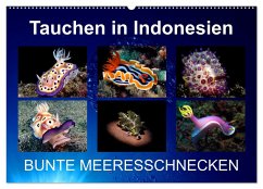 Tauchen in Indonesien - BUNTE MEERESSCHNECKEN (Wandkalender 2024 DIN A2 quer), CALVENDO Monatskalender
