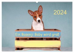 Ein Basenji Baby wird groß (Wandkalender 2024 DIN A2 quer), CALVENDO Monatskalender