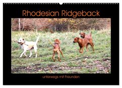 Rhodesian Ridgeback unterwegs mit Freunden (Wandkalender 2024 DIN A2 quer), CALVENDO Monatskalender - Behrens, Dagmar