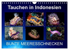 Tauchen in Indonesien - BUNTE MEERESSCHNECKEN (Wandkalender 2024 DIN A4 quer), CALVENDO Monatskalender - Landgraf-Kluge, Kathrin