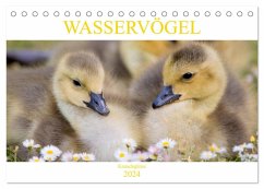 Wasservögel - Kanadagänse (Tischkalender 2024 DIN A5 quer), CALVENDO Monatskalender - pixs:sell