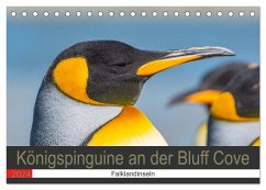 Königspinguine an der Bluff Cove (Tischkalender 2024 DIN A5 quer), CALVENDO Monatskalender