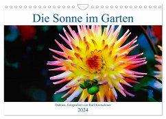 Die Sonne im Garten - Dahlien, fotografiert von Ralf Kretschmer. (Wandkalender 2024 DIN A4 quer), CALVENDO Monatskalender - Kretschmer, Ralf