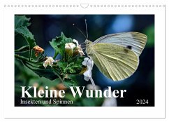 Kleine Wunder - Insekten und Spinnen (Wandkalender 2024 DIN A3 quer), CALVENDO Monatskalender