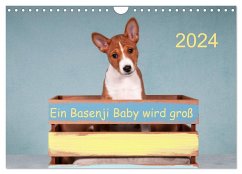 Ein Basenji Baby wird groß (Wandkalender 2024 DIN A4 quer), CALVENDO Monatskalender