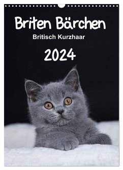 Briten Bärchen ¿ Britisch Kurzhaar 2024 (Wandkalender 2024 DIN A3 hoch), CALVENDO Monatskalender