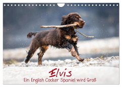 Elvis ein Engl. Cocker Spaniel wird Groß (Wandkalender 2024 DIN A4 quer), CALVENDO Monatskalender