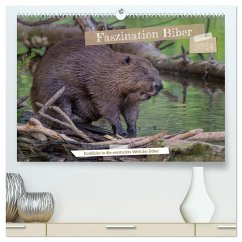 Faszination Biber (hochwertiger Premium Wandkalender 2024 DIN A2 quer), Kunstdruck in Hochglanz