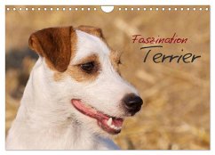 Faszination Terrier (Wandkalender 2024 DIN A4 quer), CALVENDO Monatskalender - Gerlach, Nadine